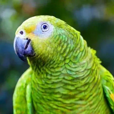 зеленый попугай стоит на ветке PNG , зеленый попугай стоит, на ветке,  попугай PNG картинки и пнг PSD рисунок для бесплатной загрузки