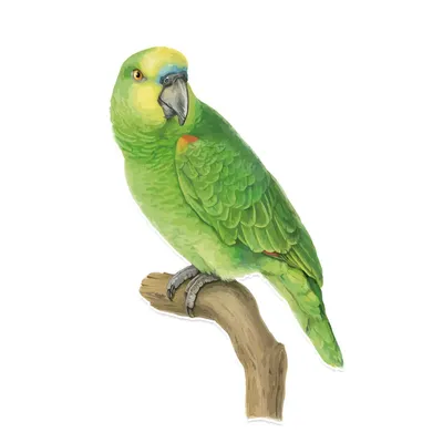 зелёный попугай стоковое изображение. изображение насчитывающей красно -  237806465