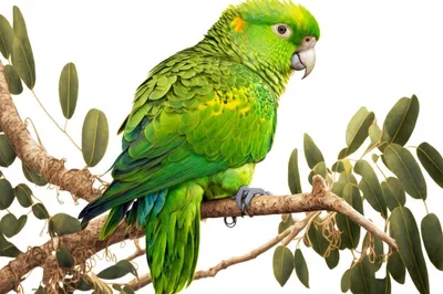 Большой имитационный Зеленый попугай модель полиэтилен и мех новый подарок  попугай около 40 см 1153 | AliExpress