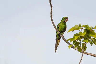 Попугай зелёный ара :: Константин Анисимов – Социальная сеть ФотоКто