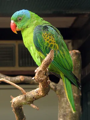 Зеленый попугай на дереве стоковое изображение. изображение насчитывающей  взорвать - 153795069