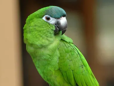 Зеленый попугай | Премиум Фото