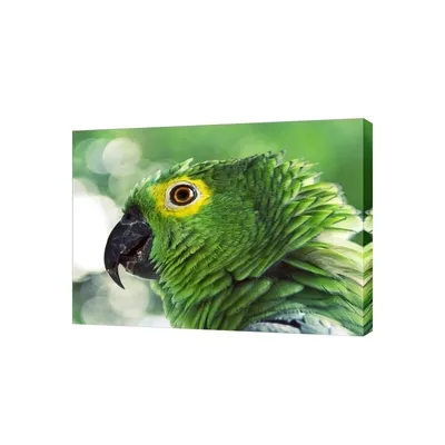 И зеленый попугай… — Заповедник Черные земли — Официальный сайт