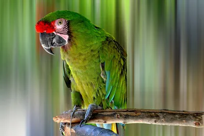 Зеленый Попугай — стоковые фотографии и другие картинки Без людей - Без  людей, Вертикальный, Дикие животные - iStock
