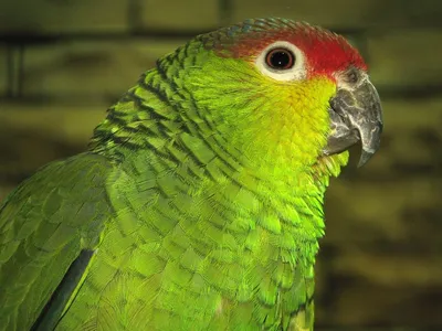 Зеленый Попугай Красивый - Бесплатное фото на Pixabay - Pixabay
