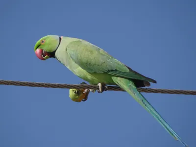Кормление и лечение попугаев и других птиц в телевизионной программе Зеленый  попугай