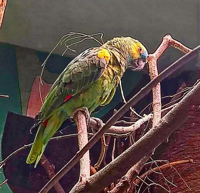 Зеленый попугай на ветке · Бесплатные стоковые фото