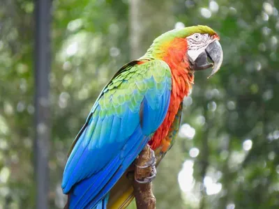 Зеленый Попугай Стоковые Фотографии | FreeImages