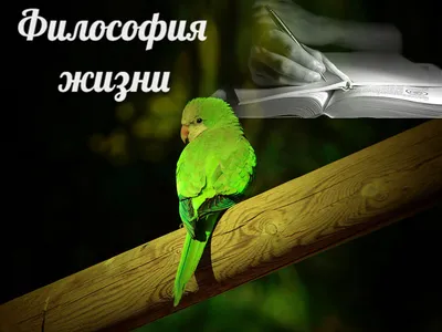 Зелёный попугай на пальме. :: Валерьян Запорожченко – Социальная сеть  ФотоКто