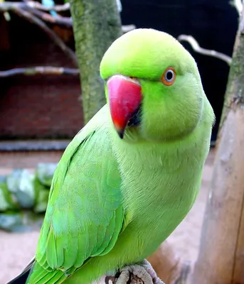 Малый зеленый попугай на ветви дерева цветка Стоковое Фото - изображение  насчитывающей яркое, цветасто: 83327646