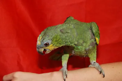 Купить Картина на холсте Зеленый попугай, 100х80 см | Интернет-магазин Сити  Бланк