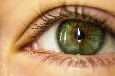 Загадка зеленоглазых людей, как наследуется зеленый цвет глаз? | Генетика и  медицина | Дзен