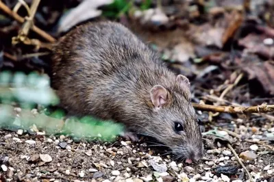 Пластинчатозубая крыса — Википедия