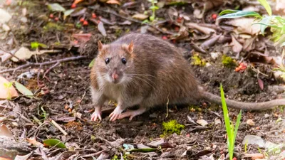 Земляная крыса в огороде меры борьбы для дачного и садового участка