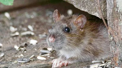 Земляная крыса нора - 54 фото