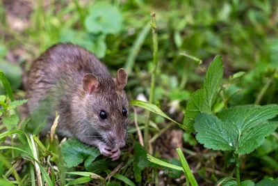 Коронавирус: крысы голодают и становятся агрессивнее. Насколько это опасно?  - BBC News Русская служба