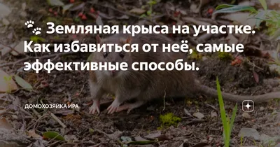 Земляная крыса - 91 фото