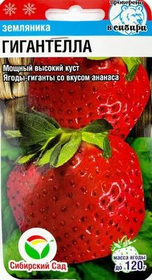 Комплект саженцев НЕремонтантной клубники - 20 саженцев (Земляника Альба, Земляника  Гигантелла, Земляника Зенга Зенгана, Земляника Мальвина ) – Купить в  Щелково – Доставка по РФ