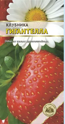 Клубника Гигантелла - купить в Дмитрове, Москве и Московской области по  низкой цене