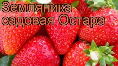 Урожайная клубника сорта Остара