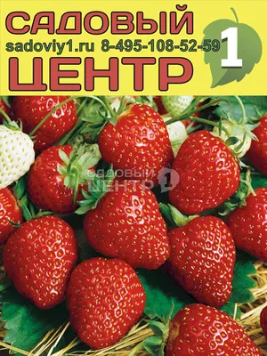 Клубника НАЯД (корневища): продажа, цена в Хмельницком. Семена, саженцы и  рассада плодово-ягодных культур от \"Сади.UA\" - 1568695112