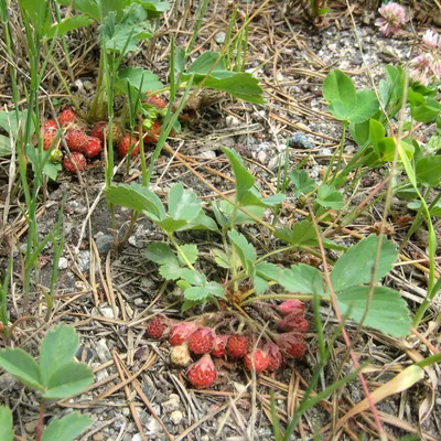 Первые ягоды в лесу. Земляника. | lena | Flickr