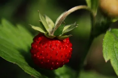 Земляника лесная: Полезные свойства ягод и листьев земляники лесной