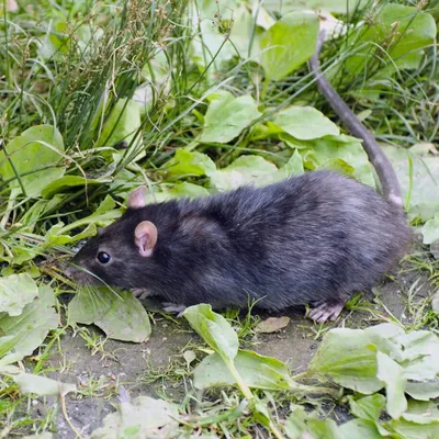 Spalax крысы моли pest сад стоковое изображение. изображение насчитывающей  больш - 180156187