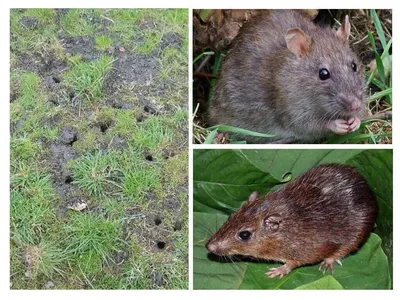 Земляная крыса на садовом участке: способы избавления от вредителя |  Огородные шпаргалки | Дзен
