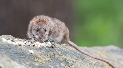 Животное земляная крыса - 71 фото