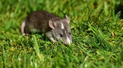 Лысые крысы: характеристика породы и советы по уходу