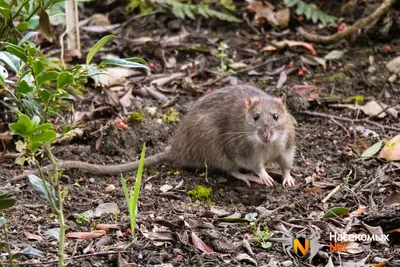 Водяная крыса на огороде как бороться, как бороться с земляными крысами на  огороде - 13 июня 2022 - НГС