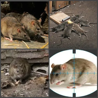 Земляная крыса - 70 фото