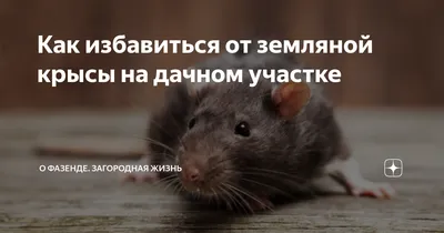 Старый город столицы захватили крысы. Что делать? - Delfi RUS