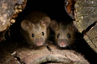 Как избавиться от мышей и крыс в погребе