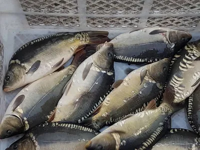 Карп зеркальный (лат. Cyprinus carpio)