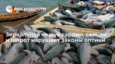 зеркальный - вести с водоемов. Рыбалка, прогноз клёва, погода