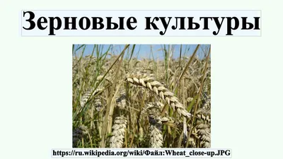 В Белгородской области начали убирать ранние зерновые культуры