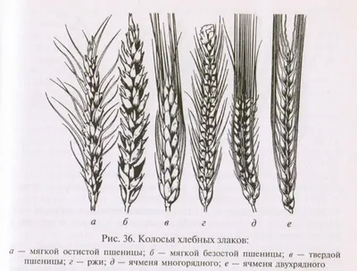 Зерновые культуры строение и развитие