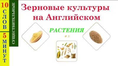 Зерновые культуры | Сельхозпродукция от АО «Винсадское»