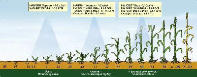 Удобрение «Зерновые культуры» 10л — купить по выгодной цене в Крыму и России