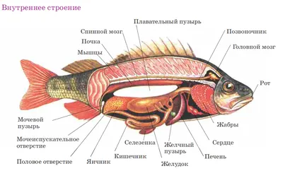 Как выбрать рыбу?