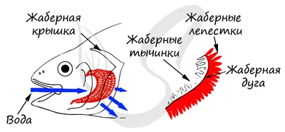 Признаки свежести рыбы 📌 Цвет жабр. В идеале - должны быть ярко-красные  жабры. Если кровь выпущена,.. | ВКонтакте