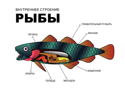 Вид сверху свежей рыбы с жабрами на льду | Премиум Фото