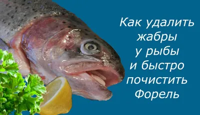 Как по жабрам определить свежесть рыбы | fish2o | производитель премиум  лосося | Дзен