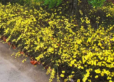 Жасмин голоцветковый, Jasminum nudiflorum (Ø 9 см) - Садовый центр Земля Х