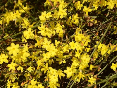 Winter jasmine (Jasminum nudiflorum): growing in the garden. - YouTube