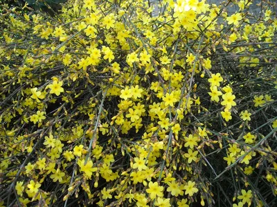 Жасмин голоцветковый или голоцветный (Jasminum nudiflorum), жасмин зимний -  «Каскады желто-солнечных цветов посреди зимы – в саду и дома. 🌞 Можно  формировать в произвольной форме. Находка для террасированных участков и  живых изгородей» | отзывы