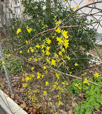 Вьющиеся растения : Jasminum nudiflorum — Жасмин зимний или голоцветковый