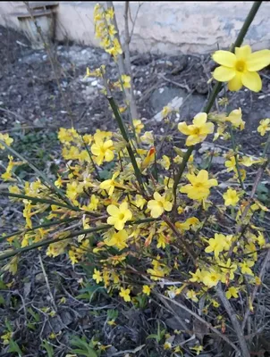 Жасмин голоцветковый (Jasminum nudiflorum) - PictureThis